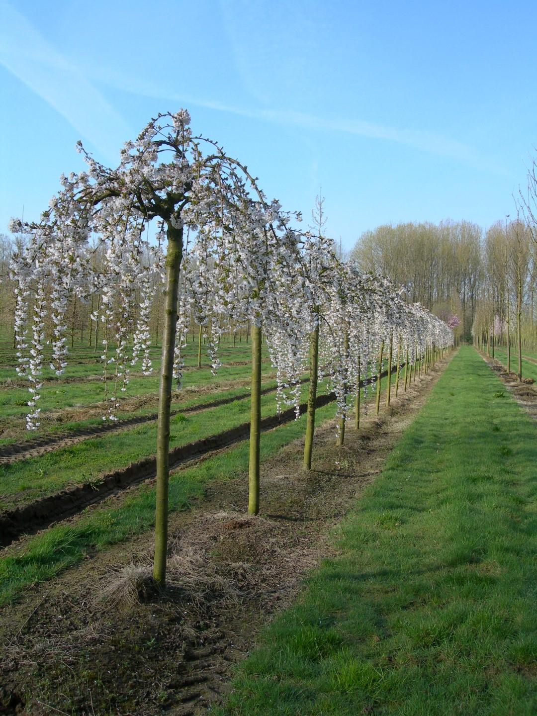 Prunus Subhirtella Snow Fountain - View 18 from www redcrocus com