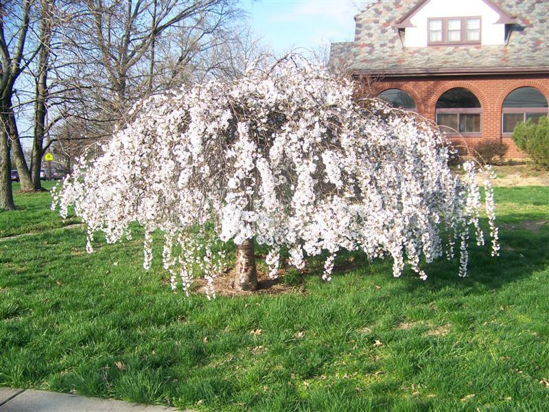 Prunus Subhirtella Snow Fountain - View 19 from www redcrocus com