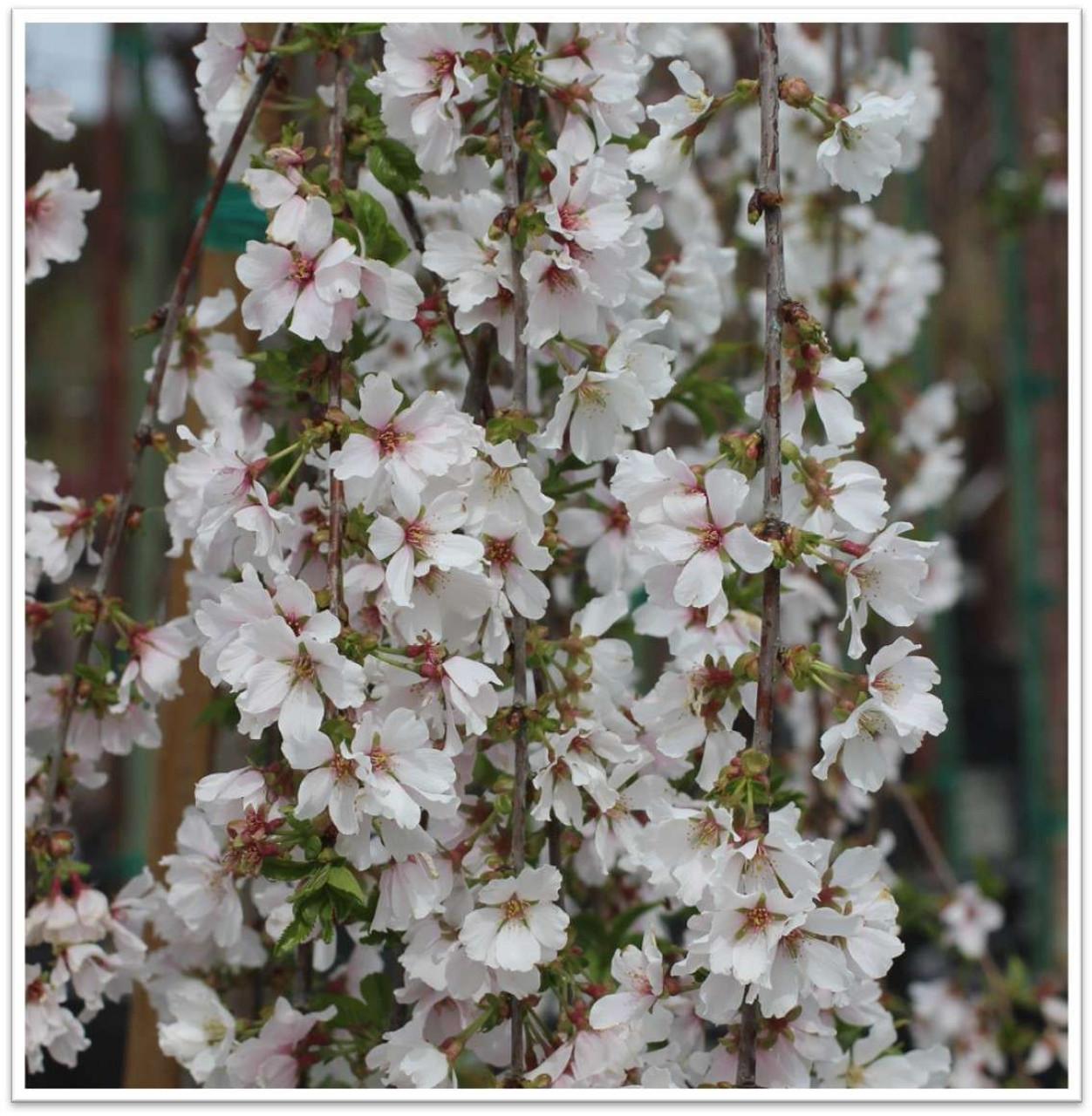 Prunus Subhirtella Snow Fountain - View 1 from www redcrocus com