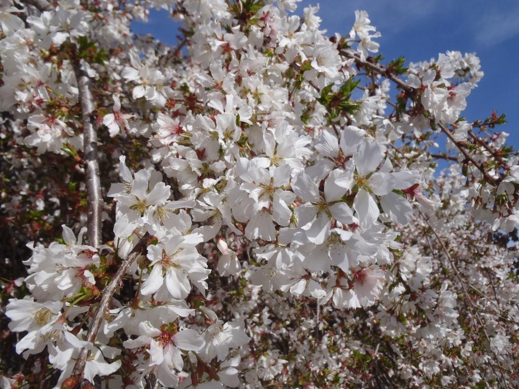 Prunus Subhirtella Snow Fountain - View 7 from www redcrocus com