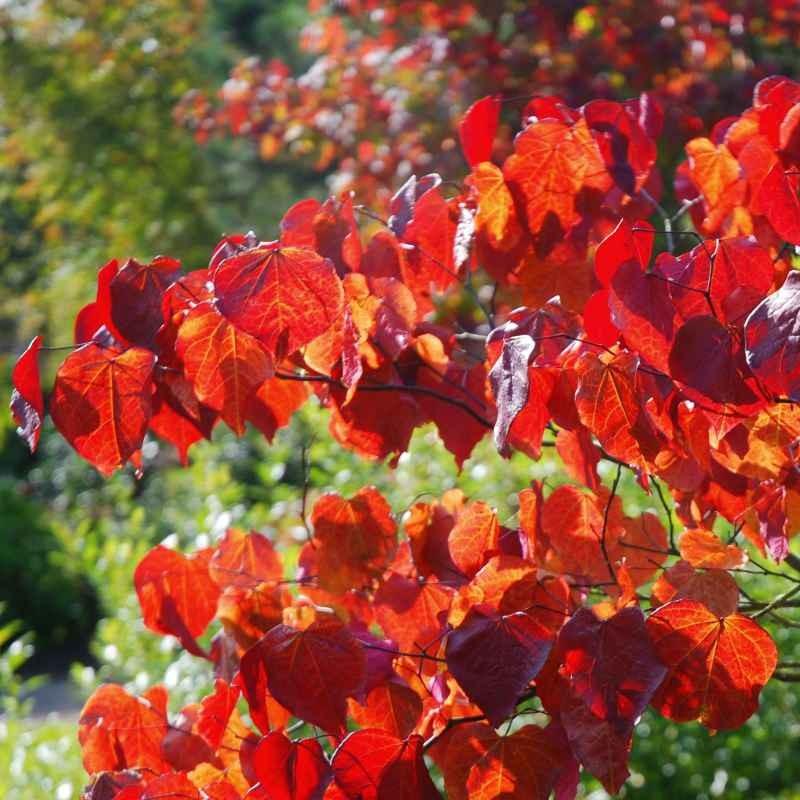 Cercis Canadensis Forest Pansy Single Stem - View 10 from www redcrocus com