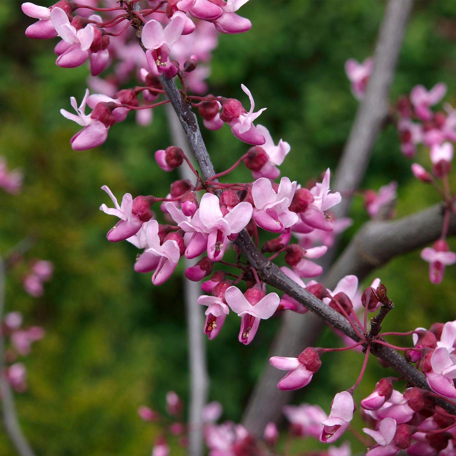 Cercis Canadensis Forest Pansy Single Stem - View 11 from www redcrocus com