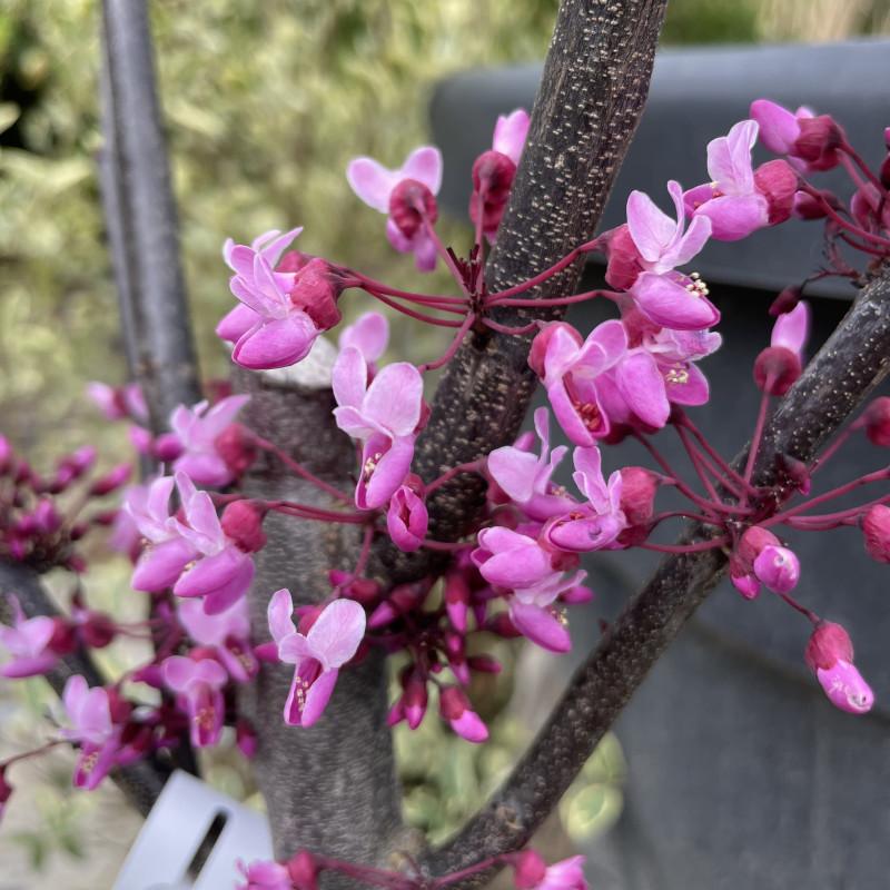 Cercis Canadensis Forest Pansy Single Stem - View 12 from www redcrocus com