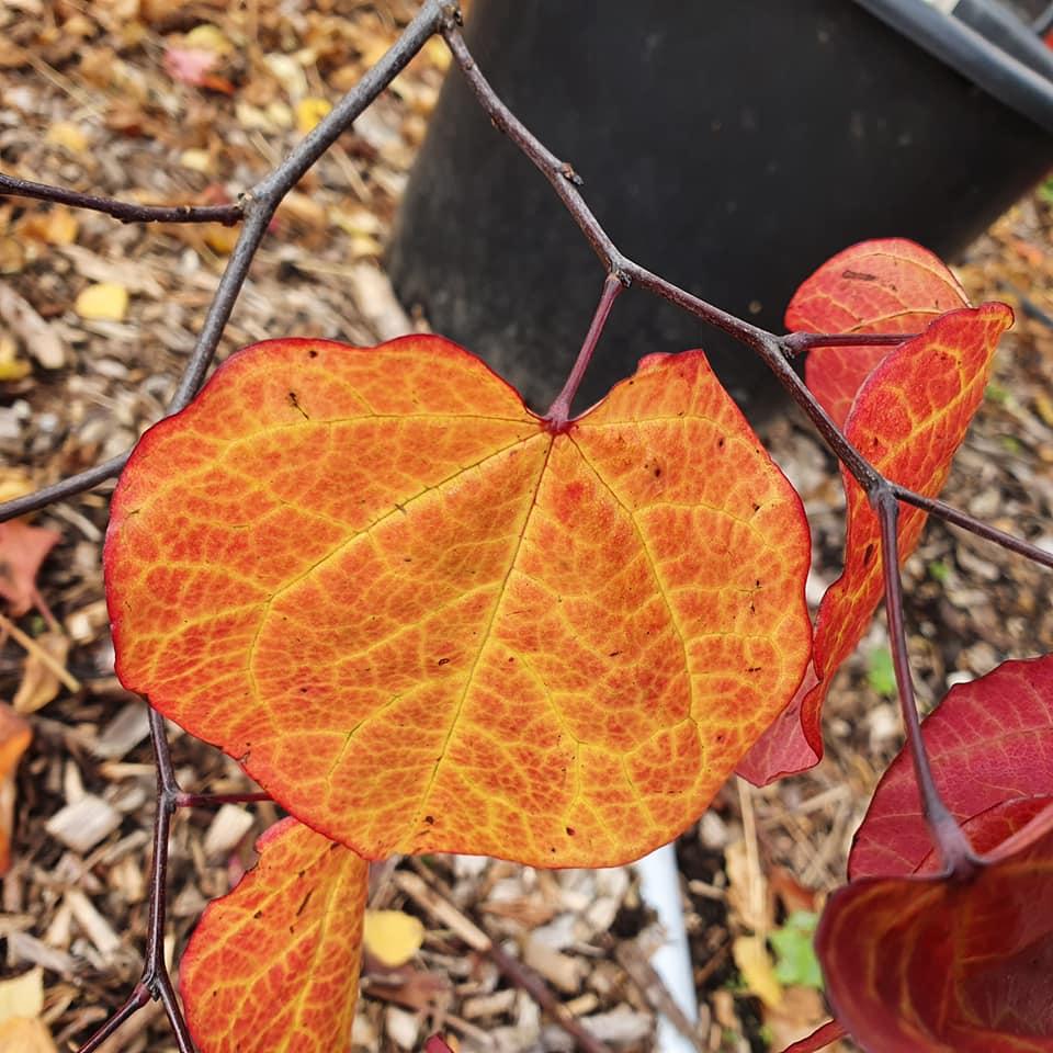 Cercis Canadensis Forest Pansy Single Stem - View 13 from www redcrocus com