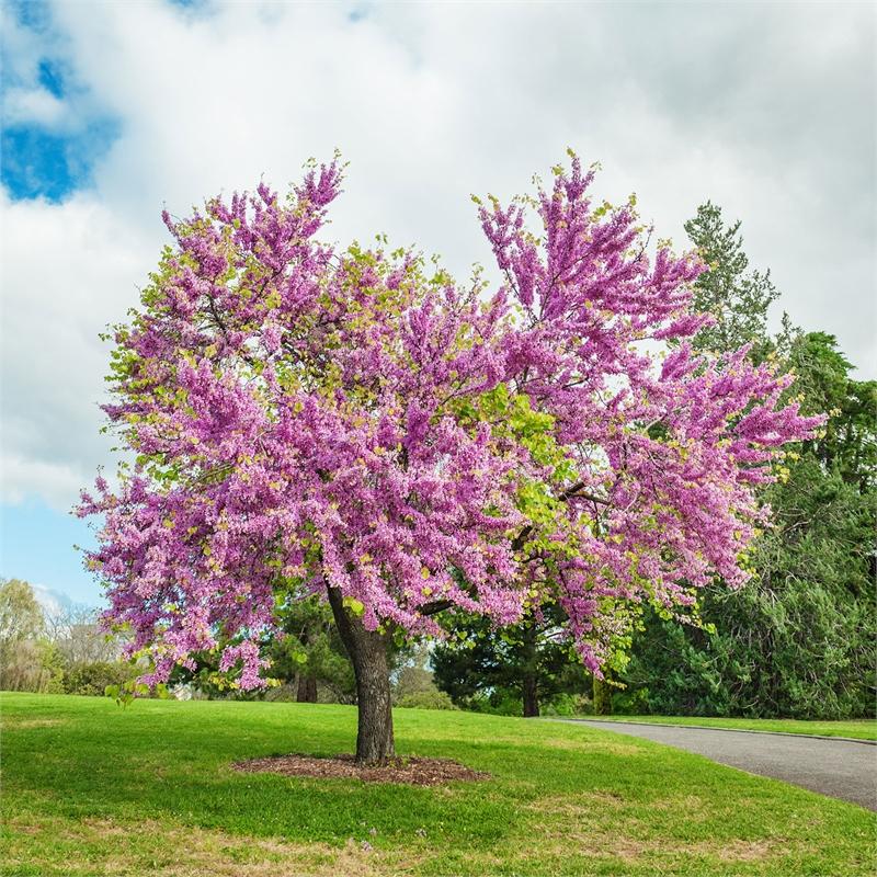 Cercis Canadensis Forest Pansy Single Stem - View 14 from www redcrocus com