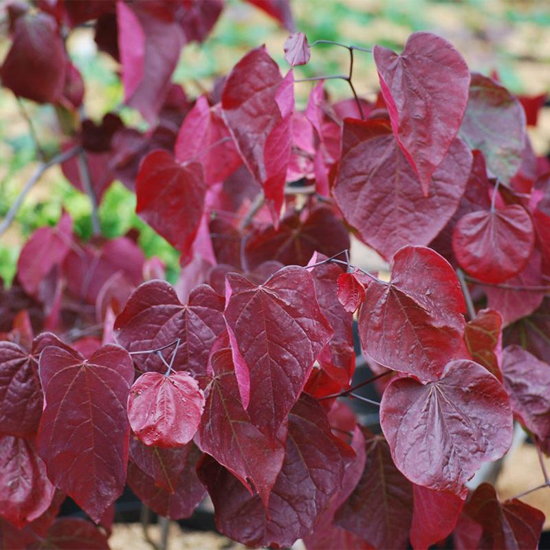 Cercis Canadensis Forest Pansy Single Stem - View 18 from www redcrocus com
