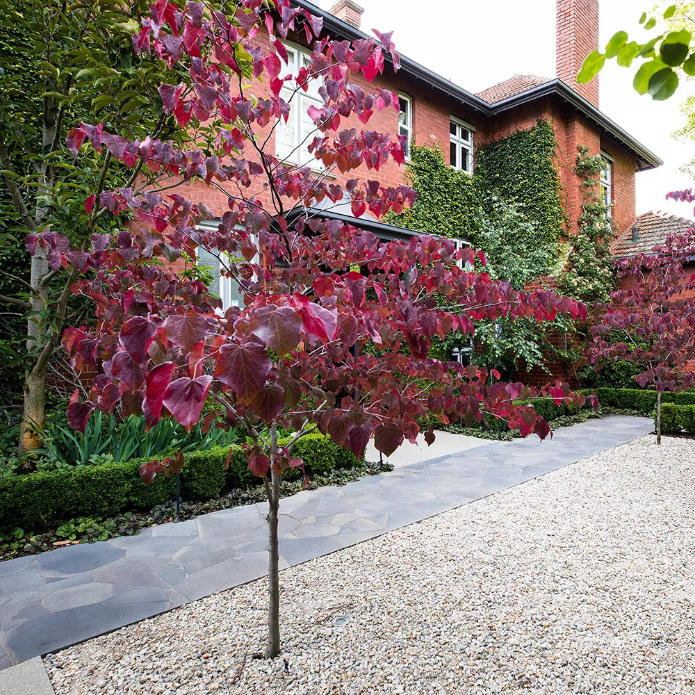Cercis Canadensis Forest Pansy Single Stem - View 19 from www redcrocus com