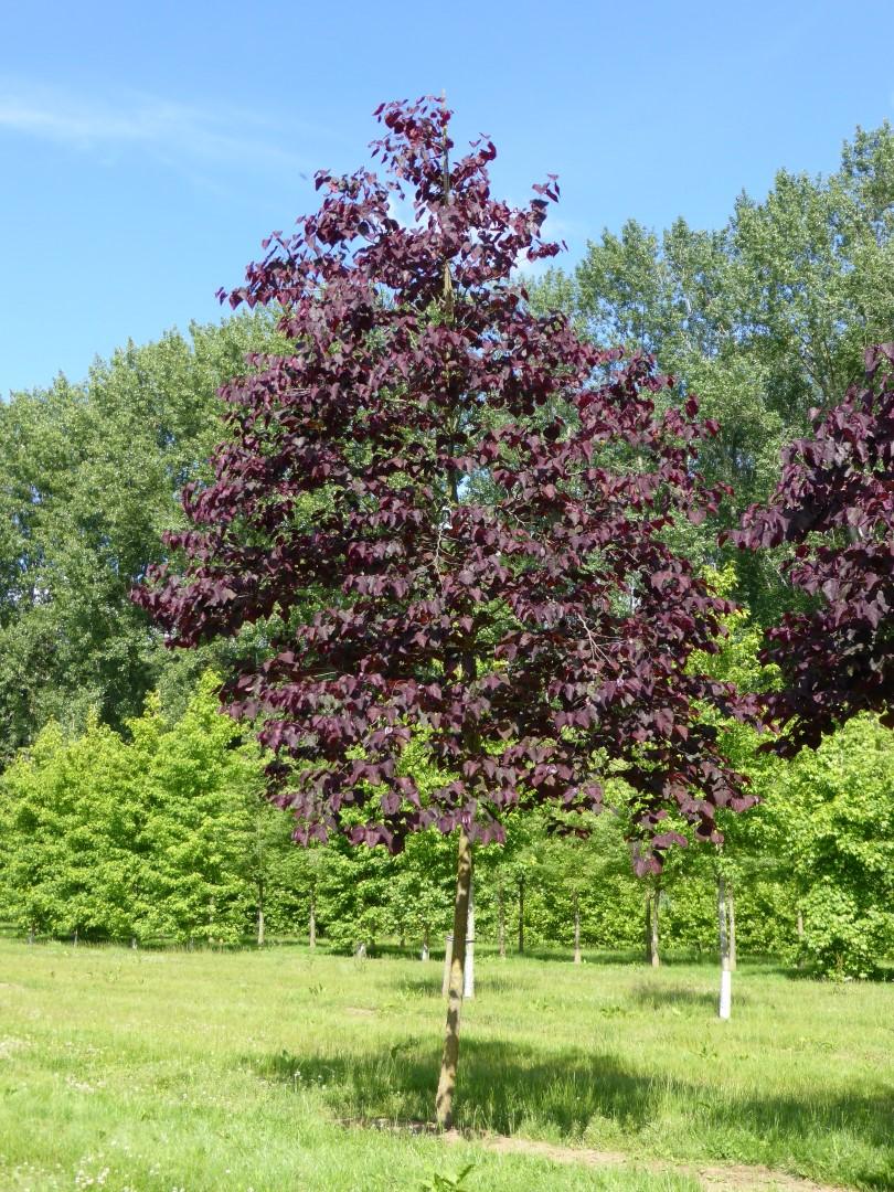 Cercis Canadensis Forest Pansy Single Stem - View 2 from www redcrocus com