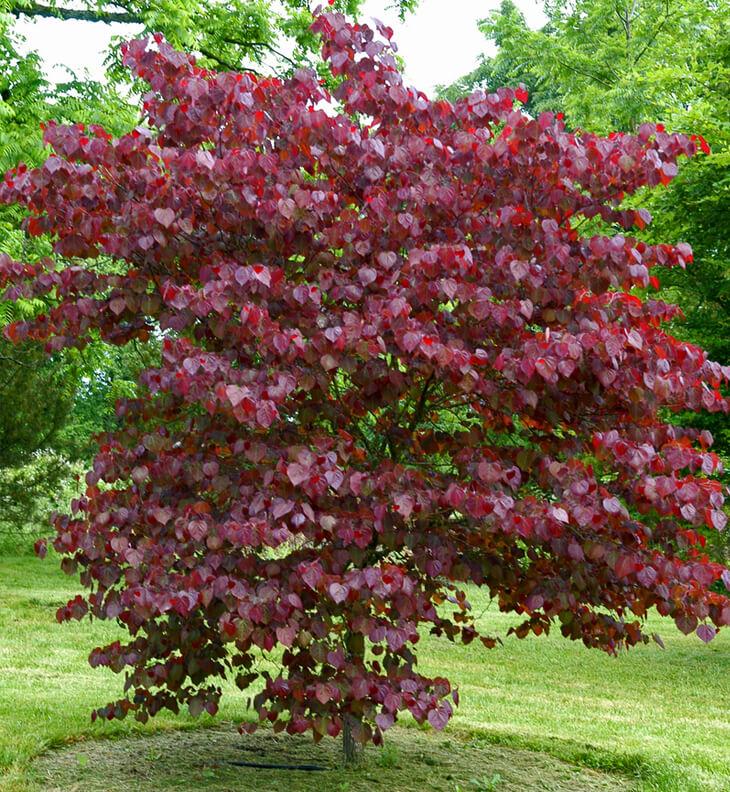 Cercis Canadensis Forest Pansy Single Stem - View 4 from www redcrocus com