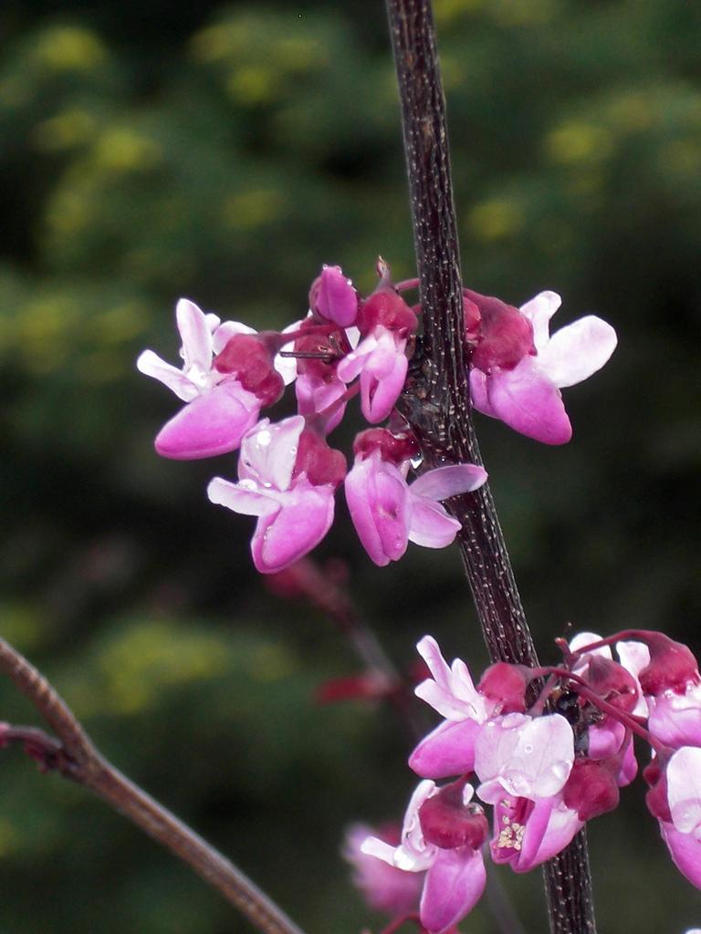 Cercis Canadensis Forest Pansy Single Stem - View 5 from www redcrocus com