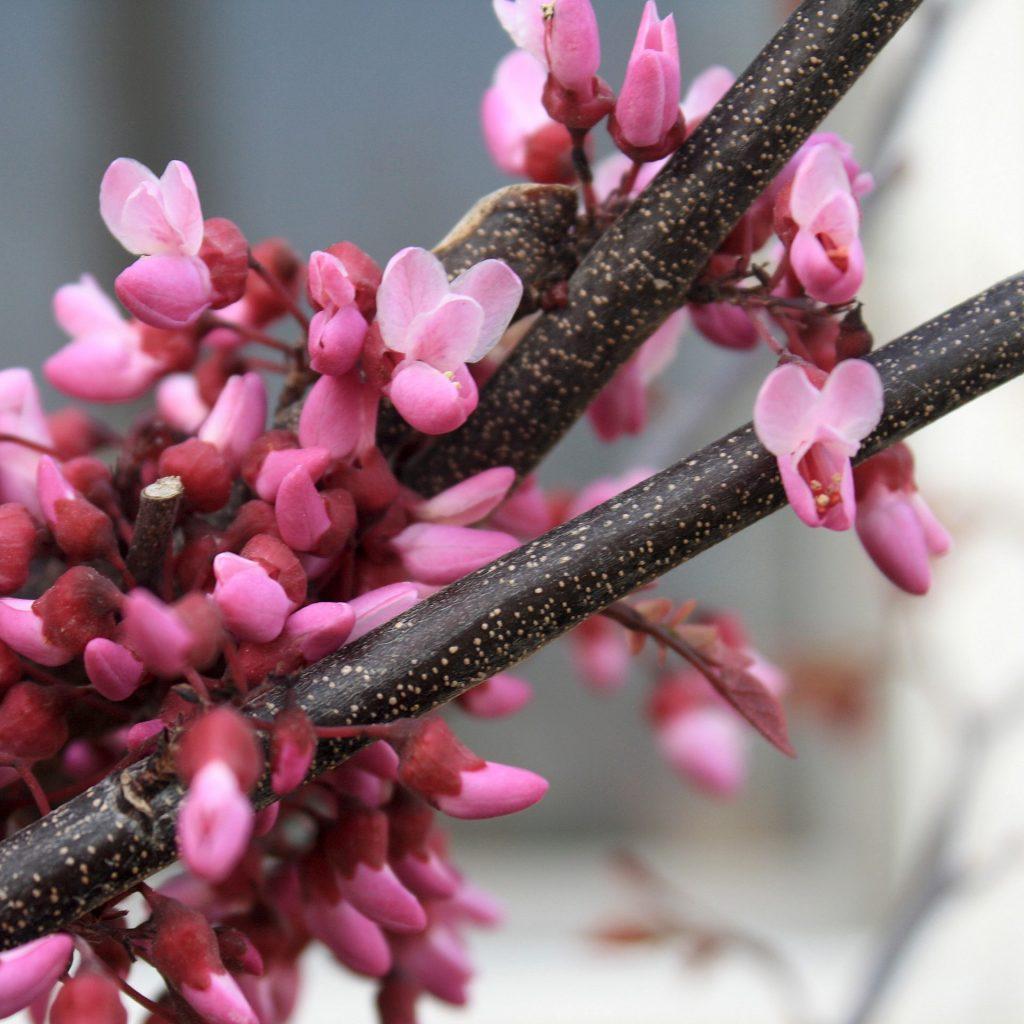 Cercis Canadensis Forest Pansy Single Stem - View 6 from www redcrocus com