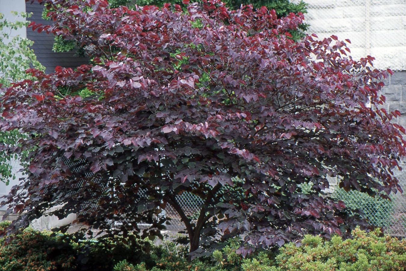 Cercis Canadensis Forest Pansy Single Stem - View 7 from www redcrocus com