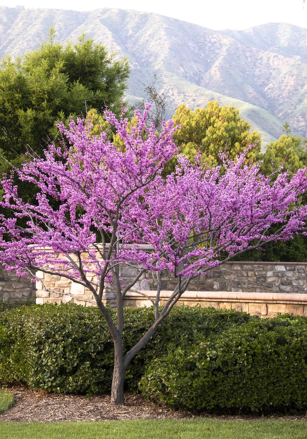 Cercis Canadensis Forest Pansy Single Stem - View 8 from www redcrocus com