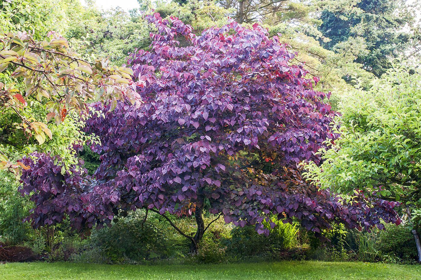 Cercis Canadensis Forest Pansy Single Stem - View 9 from www redcrocus com