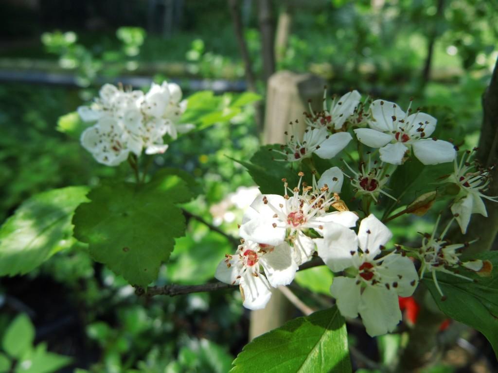 Crataegus Viridis Winter King - View 11 from www redcrocus com