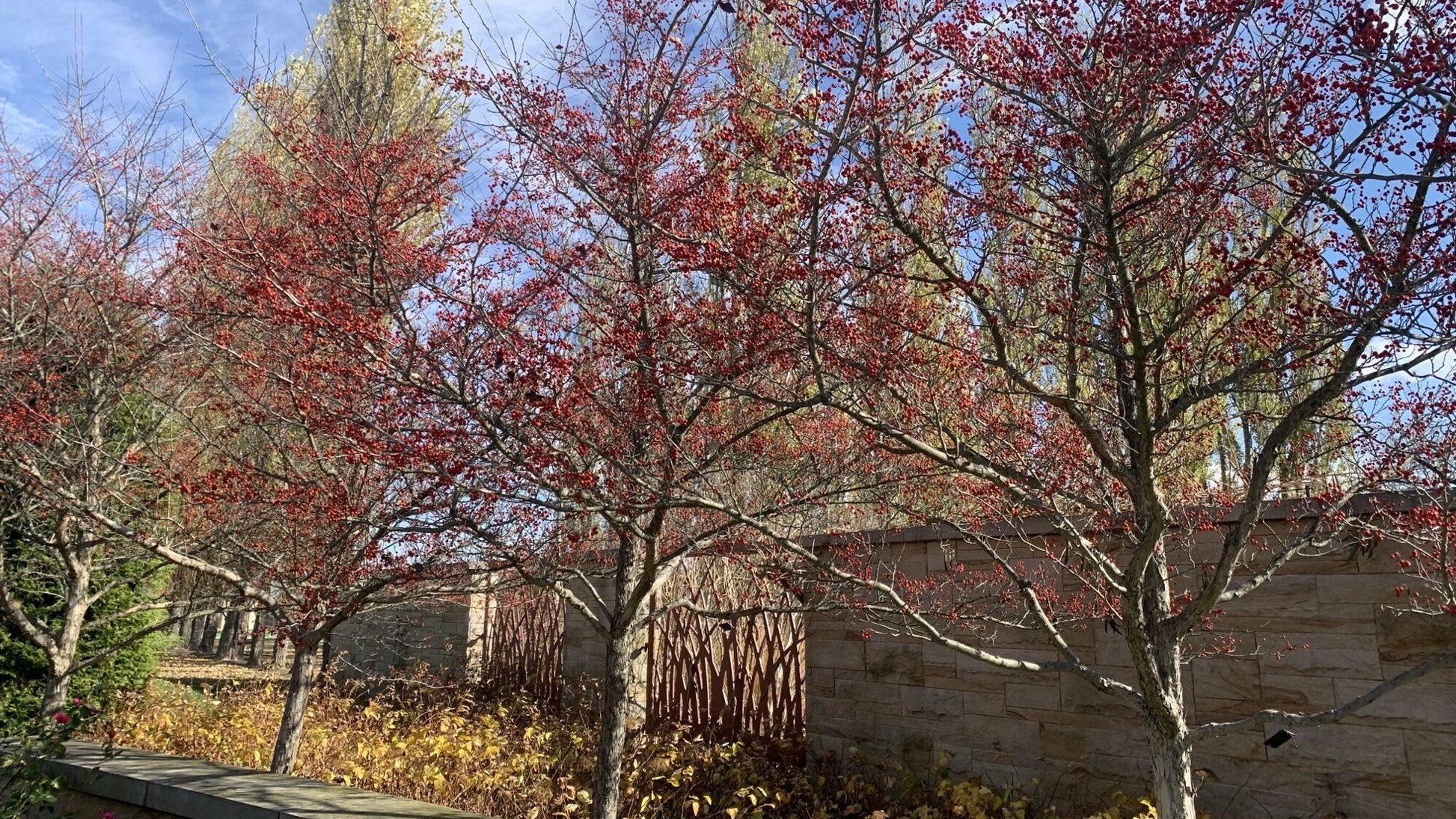 Crataegus Viridis Winter King - View 12 from www redcrocus com