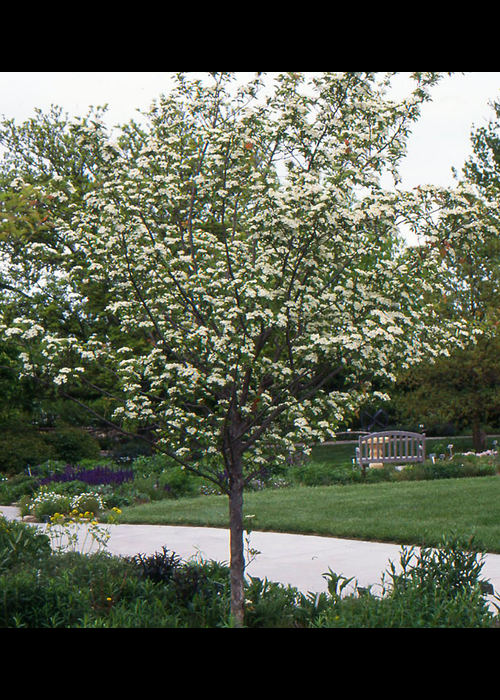 Crataegus Viridis Winter King - View 13 from www redcrocus com