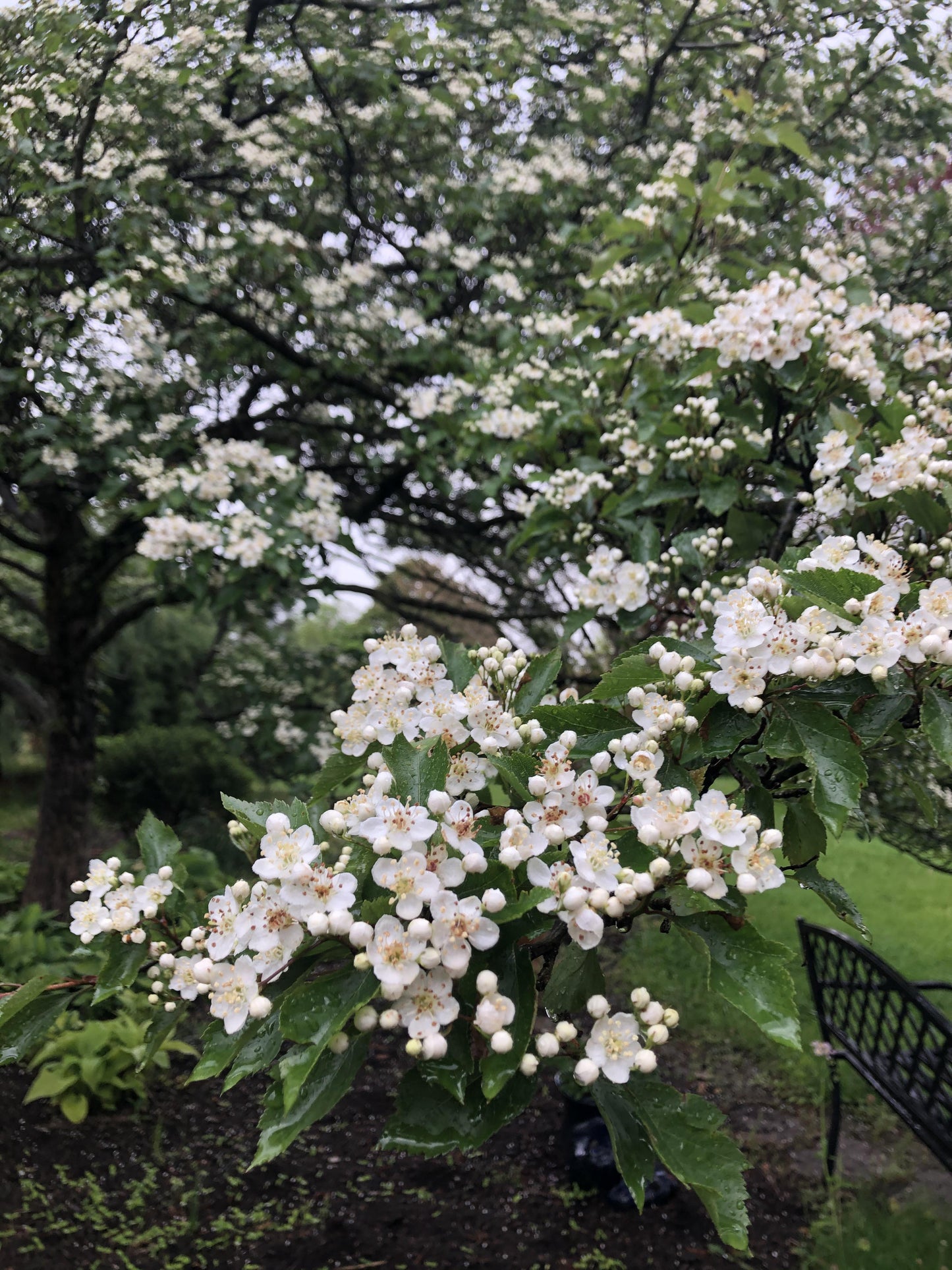 Crataegus Viridis Winter King - View 16 from www redcrocus com