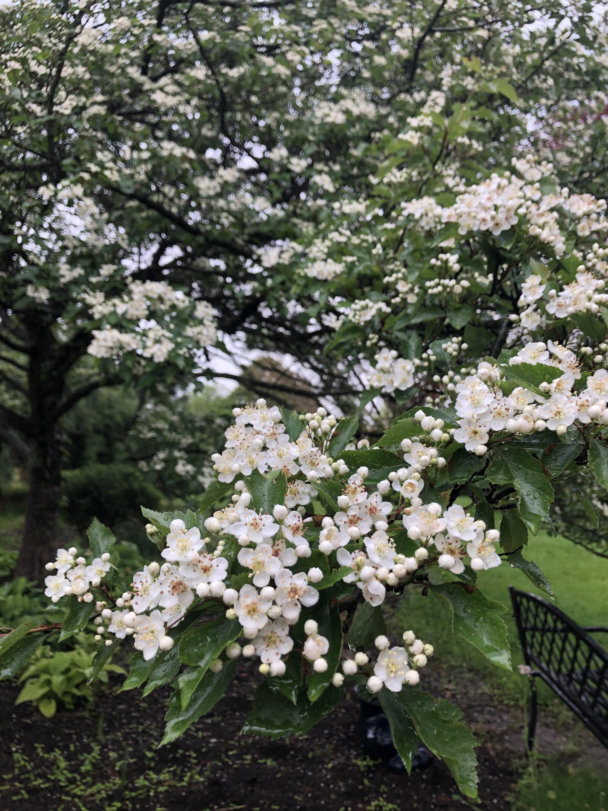 Crataegus Viridis Winter King - View 16 from www redcrocus com