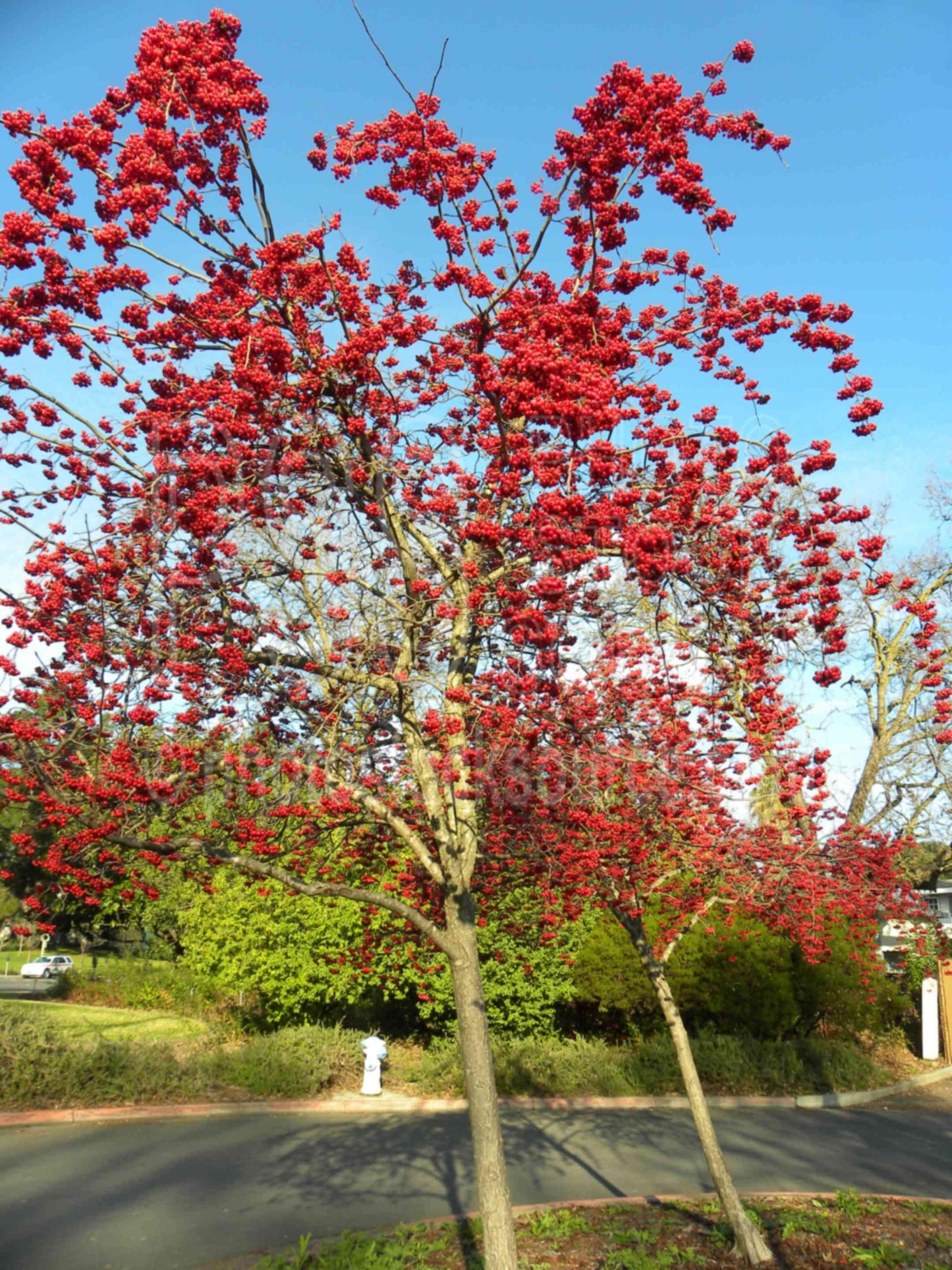 Crataegus Viridis Winter King - View 18 from www redcrocus com