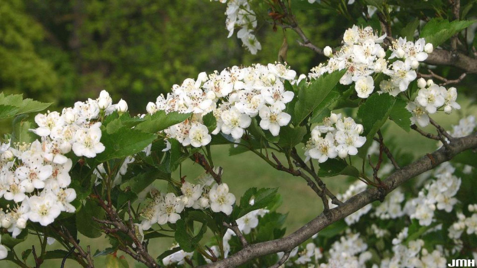 Crataegus Viridis Winter King - View 2 from www redcrocus com