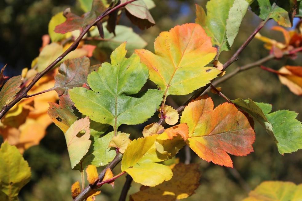 Crataegus Viridis Winter King - View 7 from www redcrocus com