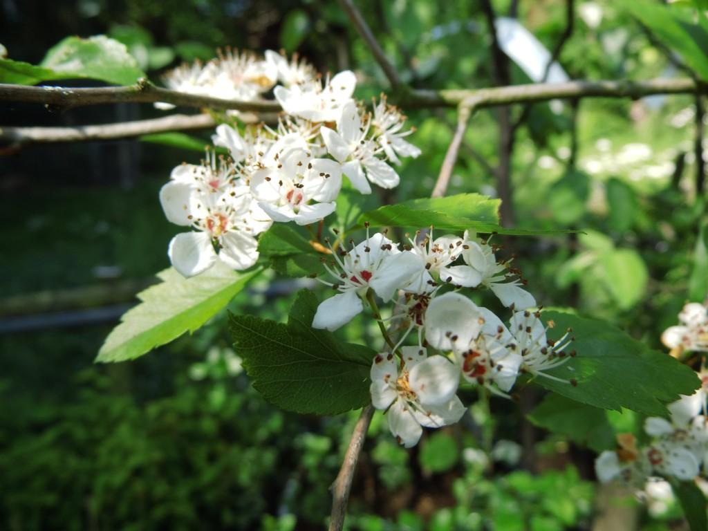 Crataegus Viridis Winter King - View 8 from www redcrocus com