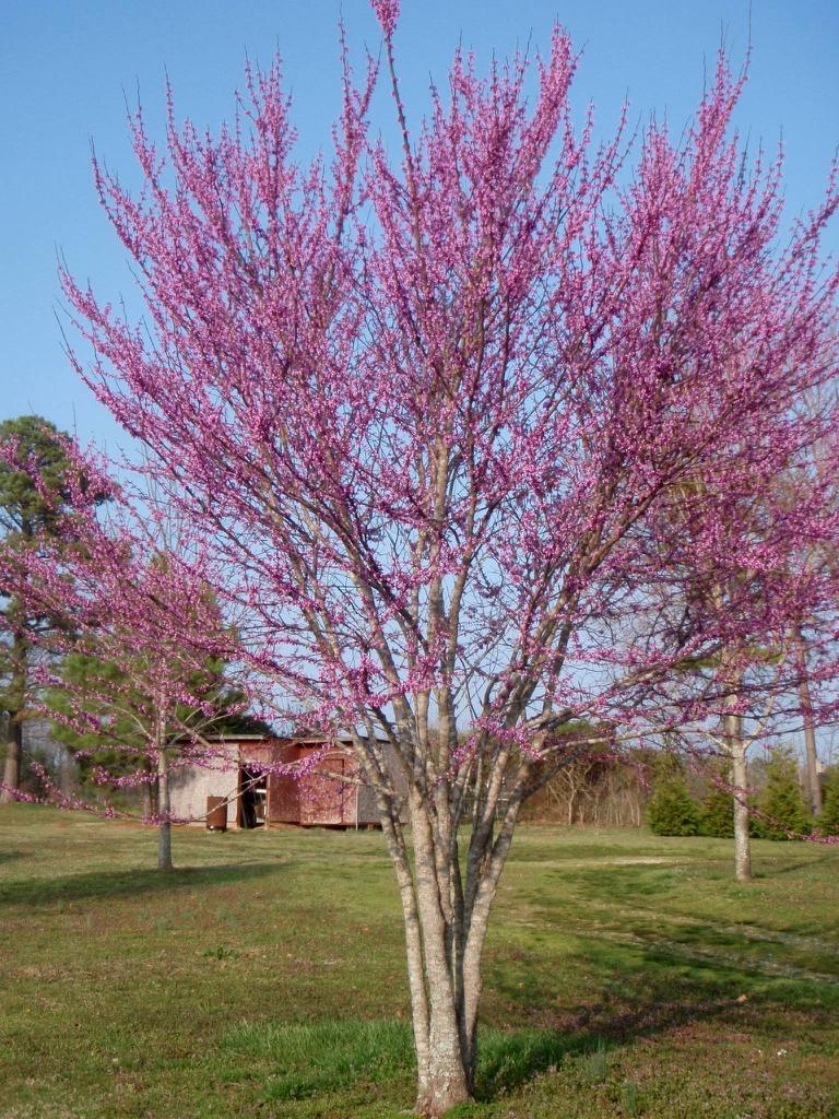 Cercis Canadensis Single Stem - View 13 from www redcrocus com