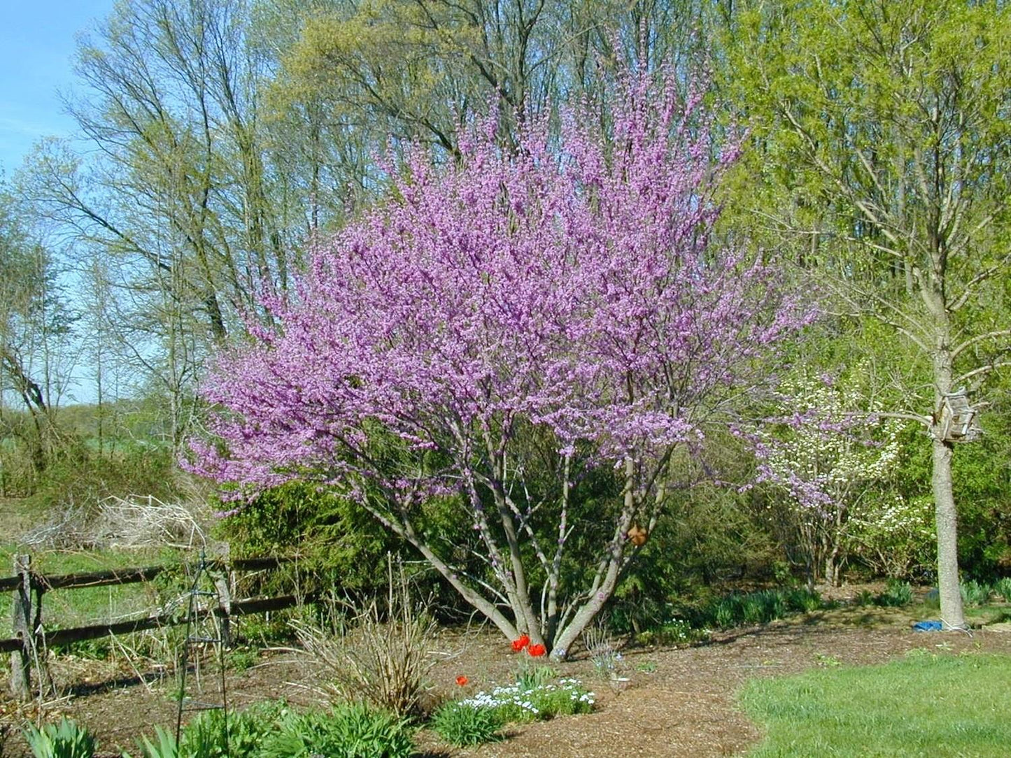 Cercis Canadensis Single Stem - View 9 from www redcrocus com