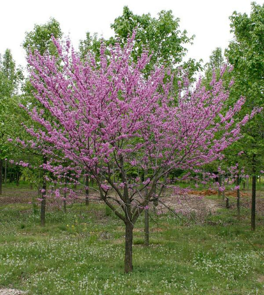 Cercis Canadensis Single Stem - View 1 from www redcrocus com