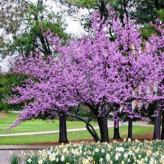 Cercis Canadensis 'forest Pansy' Single Stem - View 10 from www redcrocus com