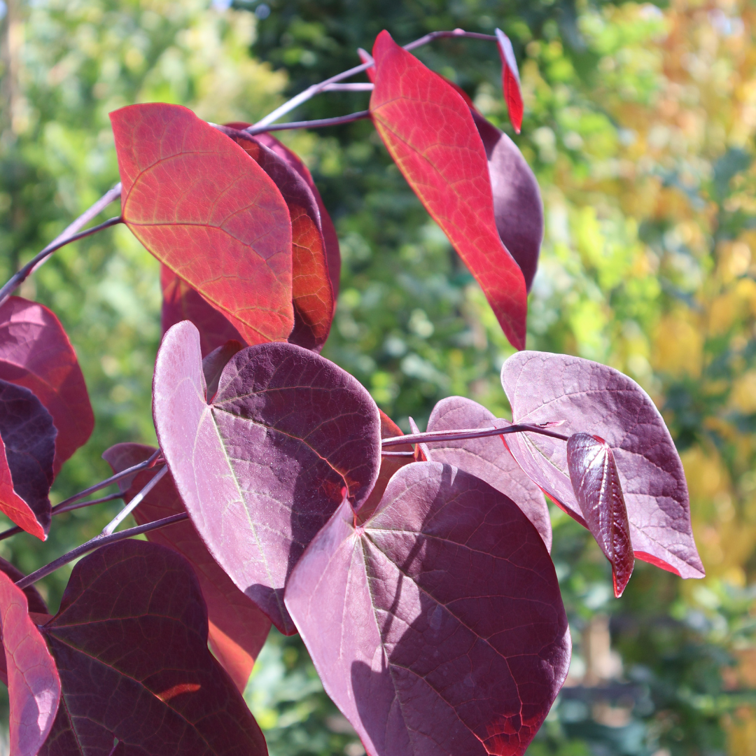 Cercis Canadensis 'forest Pansy' Single Stem - View 16 from www redcrocus com