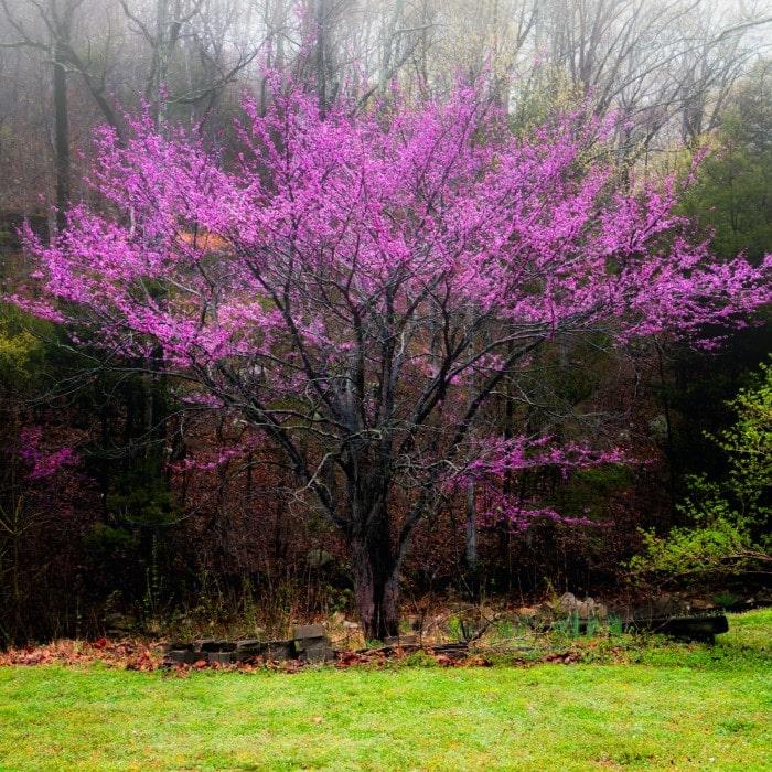 Cercis Canadensis 'forest Pansy' Single Stem - View 6 from www redcrocus com