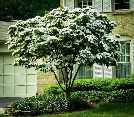 Cornus Kousa Multi Stem - View 10 from www redcrocus com