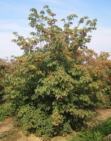 Cornus Kousa Multi Stem - View 11 from www redcrocus com