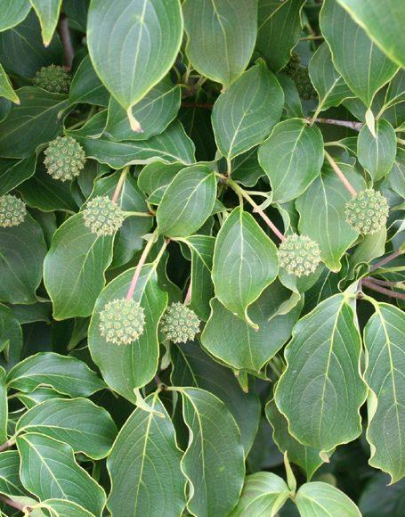 Cornus Kousa Multi Stem - View 12 from www redcrocus com