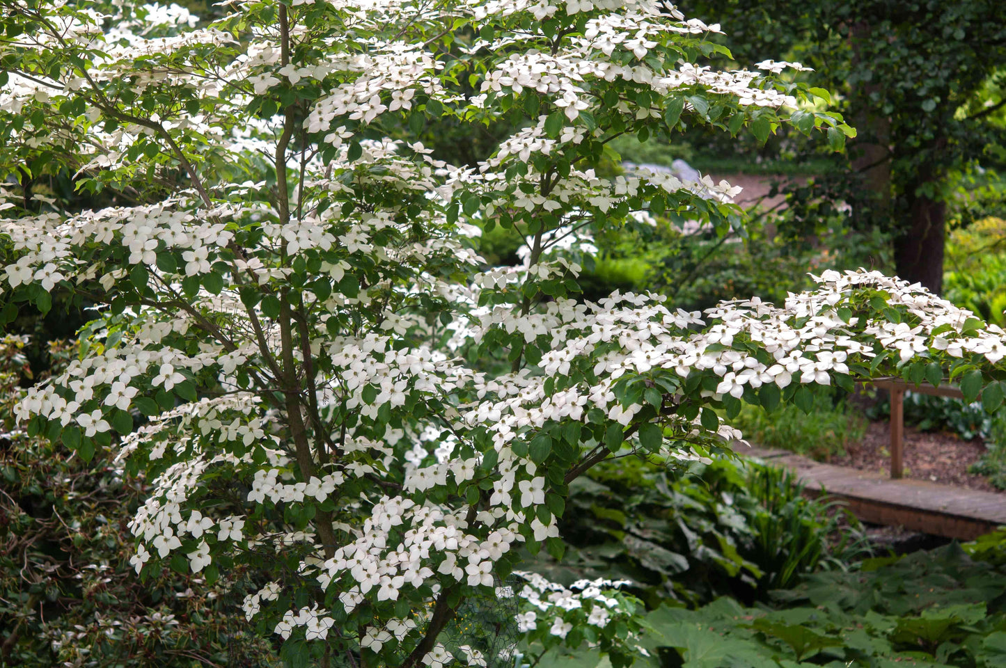 Cornus Kousa Multi Stem - View 5 from www redcrocus com