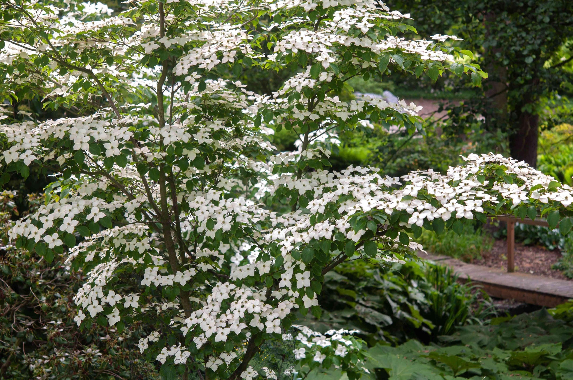 Cornus Kousa Multi Stem - View 5 from www redcrocus com