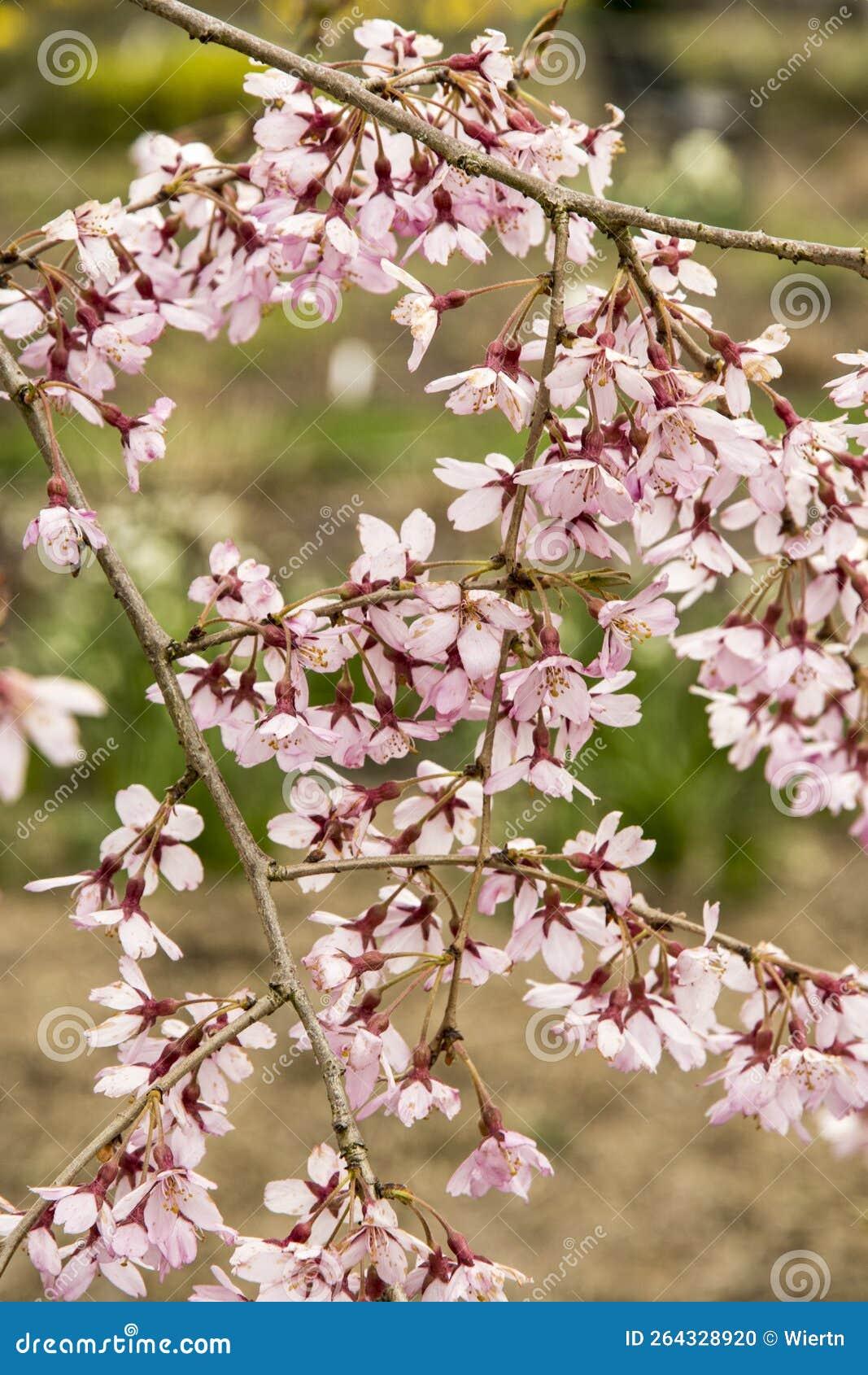 Prunus Subhirtella Pendula - View 11 from www redcrocus com