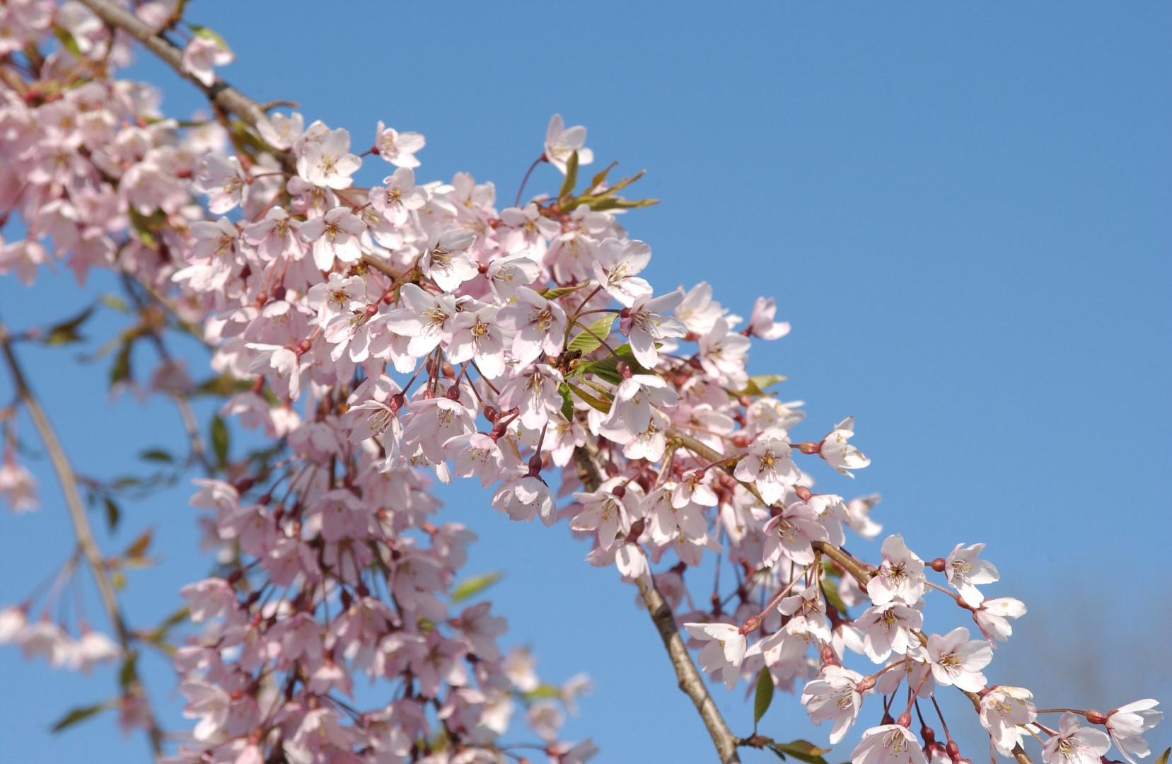 Prunus Subhirtella Pendula - View 18 from www redcrocus com