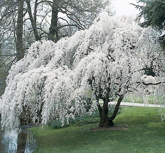 Prunus Subhirtella Pendula - View 1 from www redcrocus com