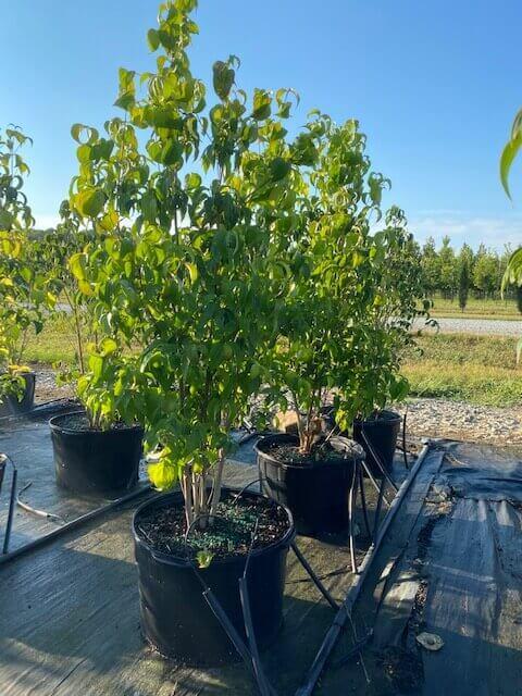 Cornus Kousa Multi Stem - View 3 from www redcrocus com