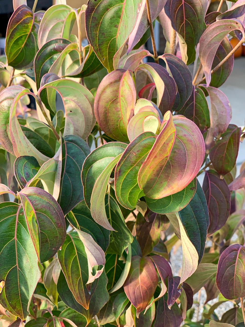 Cornus Kousa Multi Stem - View 6 from www redcrocus com