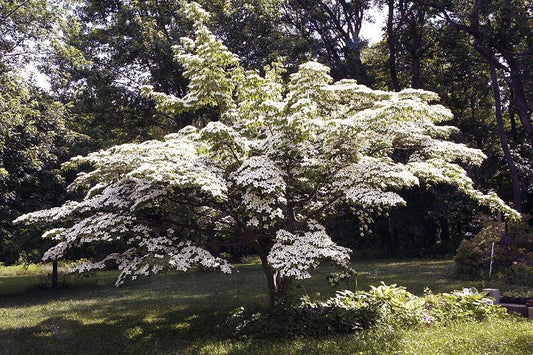 Cornus Kousa Single Stem - View 10 from www redcrocus com
