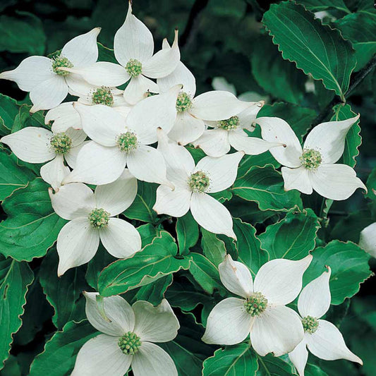 Cornus Kousa Single Stem - View 1 from www redcrocus com