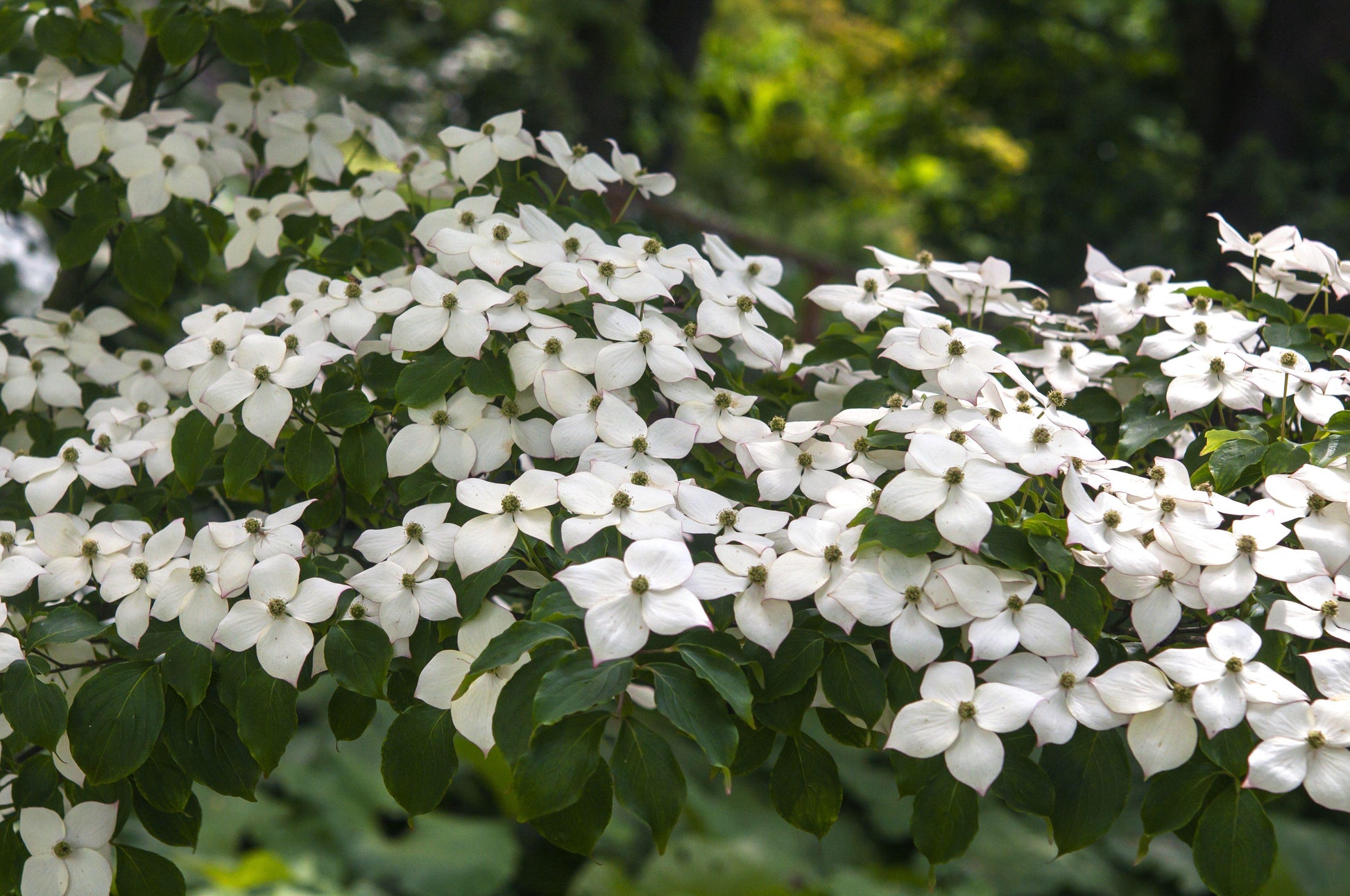 Cornus Kousa Single Stem - View 5 from www redcrocus com