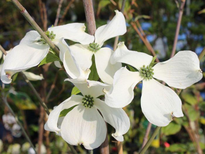 Cornus Florida Cherokee Princess Single Stem - View 2 from www redcrocus com