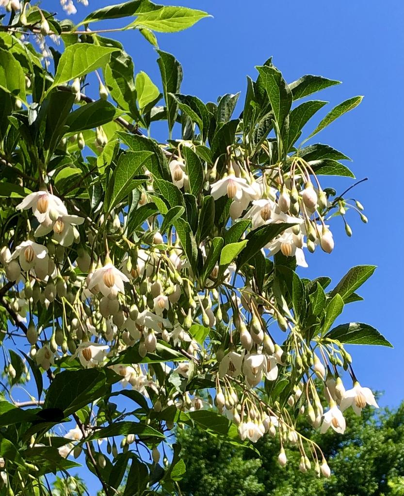 Styrax Japonicus - View 12 from www redcrocus com