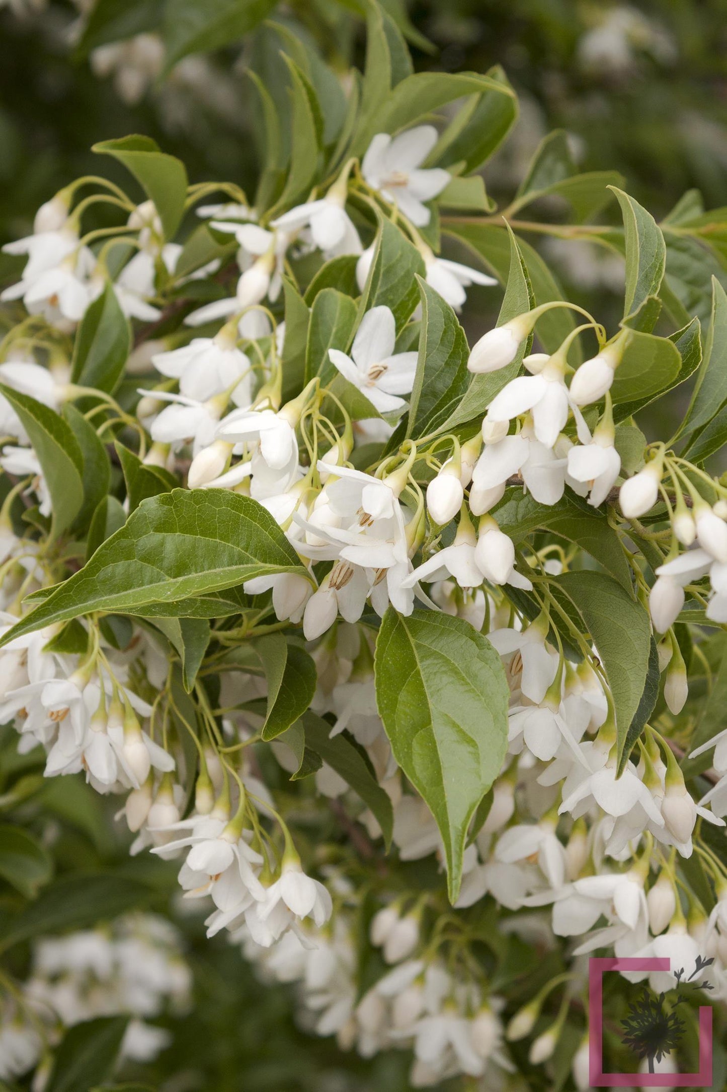Styrax Japonicus - View 13 from www redcrocus com