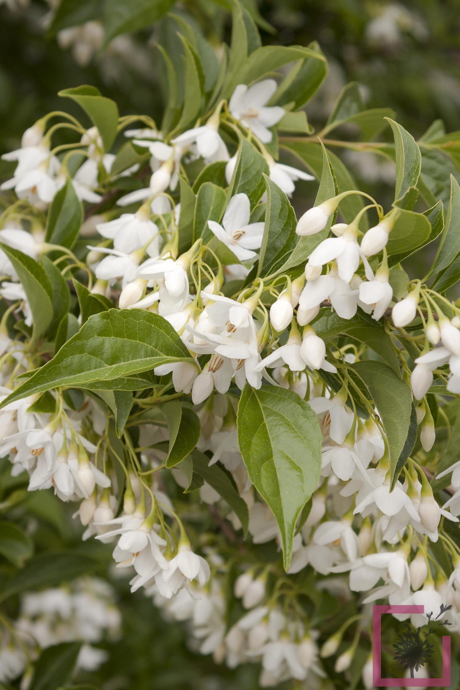 Styrax Japonicus - View 13 from www redcrocus com